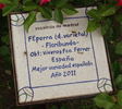 FEporra rose photo