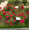 FEporra rose photo