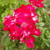 FEporra rose photo