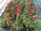 Autumn Sunblaze rose photo