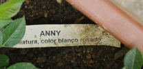 Anny rose photo