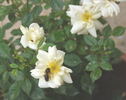 Anny rose photo