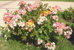 BAR 6953 rose photo