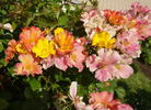 BAR 6953 rose photo
