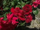 Majesty rose photo