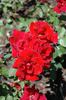 Majesty rose photo