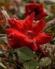 Majesty rose photo