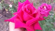 Uncle Joe rose photo
