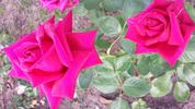Uncle Joe rose photo