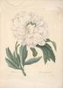 Officinalis albo-plena peony photo