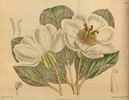 P. obovata peony photo