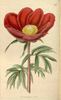 <i>P. mascula</i> ssp. <i>russoi</i> (Biv.) Cullen peony photo