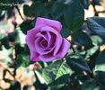 Dancing Lady rose photo