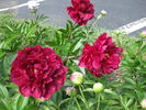 Chippewa peony photo