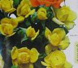 Baby Bio rose photo