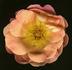 Q15-01 rose photo