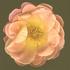Q15-01 rose photo