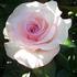 Sweet Amy rose photo