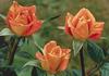 Golden Beryl rose photo