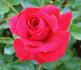 Mountie ™ rose photo