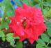 Mountie ™ rose photo
