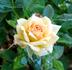 Cornsilk ™ rose photo