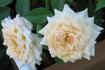 Cornsilk ™ rose photo