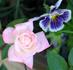 Peaches 'n' Cream rose photo