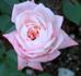 Peaches 'n' Cream rose photo