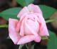 Peaches 'n' Cream rose photo