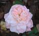 Peaches 'n' Cream rose photo