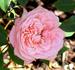 Peaches 'n' Cream rose photo