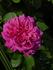 Malmaison Rouge rose photo