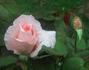 Belle of Berlin rose photo