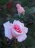 Belle of Berlin rose photo