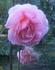 Hero ® rose photo