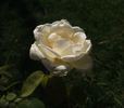 Rex Anderson rose photo