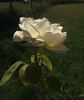 Rex Anderson rose photo