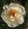 Rex Anderson rose photo