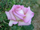 Dr. Bob Harvey rose photo