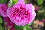 Ambroise Paré rose photo