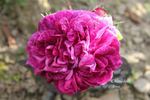 Chenedollé rose photo