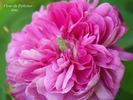 Fleur de Pelletier rose photo