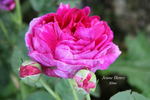 Jeune Henry rose photo
