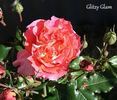 Glitzy Glam rose photo