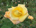 Goldstrike rose photo