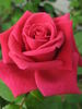 Melanie Dowe rose photo