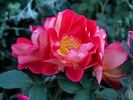 Ralph's Creeper™ rose photo