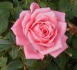 Cupcake ™ rose photo