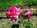 Esmeralda rose photo